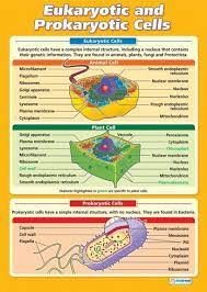 Eukaryotic And Prokaryotic Cells Science Educational School Posters Biology Classroom Science Biology Study Biology