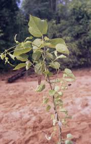 Image result for Aristolochia albida