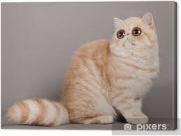 The quiet and docile exotic shorthair adapts easily to any environment, getting along well with dogs and children. Exotic Shorthair Cat Persian Cat On Grey Background Canvas Print Pixers We Live To Change