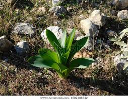Image result for Drimia calcarata