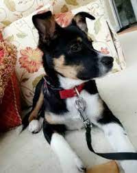 We did not find results for: Harley The Australian Shepherd Brittany Spaniel Mix Dogperday Cute Puppy Pictures Dog Photos Cute Videos Holistic Pet Care