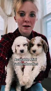 Michigan Doodle Rescue Connect