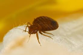 We offer free shipping on all products and personalized advice on any pest control problem. Austin Bed Bug Exterminators Bed Bug Control Treatment