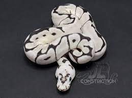 Ghi Spider Sk Axanthic Clown Ball Python Ball Python Pythons For Sale Python