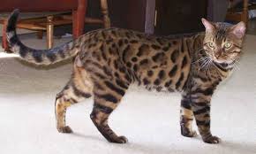 Kucing ini memiliki kemampuan memanjat ukuran tubuh kucing hutan kurang lebih sama dengan ukuran kucing domestik. 10 Baka Kucing Termahal Di Dunia Iluminasi