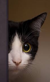 So Cute Cat Cats Meme Cute Www Zazzle Com Kittyprettygifts Sevimli Kediler Guzel Kediler Sevimli Kedi Yavrulari