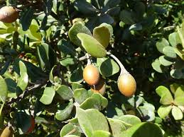 Image result for Mimusops afra