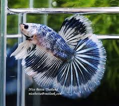 Pin By Leon Kodabakshian On Betta Fish Halfmoon Betta Betta Fish Betta
