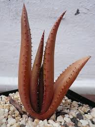 Image result for Aloe lutescens