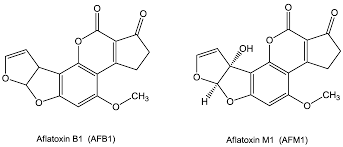 Ridascreen® aflatoxin b1 30/15 (art. Toxins Free Full Text Aflatoxin B1 And M1 Biological Properties And Their Involvement In Cancer Development Html