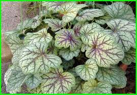 Contohnya saja, gambar daun diatas, itu hanya lembaran daun biasa yang sering kita lihat tetapi ternyata dapat digambar menjadi sebuah gambar yang indah. Tanaman Hias Daun Untuk Indoor Maupun Outdoor Ekor9 Com