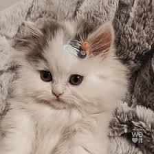  23 Hijabi Ideas Ø­Ø¬Ø§Ø¨ ØµÙˆØ±Ø© ØµÙˆØ±Ø© Ø´Ø®ØµÙŠØ©