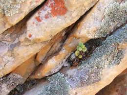 Image result for Stemodiopsis rivae