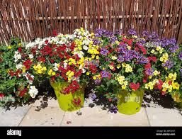 Image result for Nemesia fruticans
