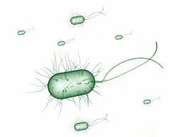 Most e.coli strains are harmless, but some can cause serious food poisoning. Que Es La Escherichia Coli Motivos Por Los Que Causa Cistitis