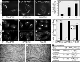 Ab Induced Golgi Fragmentation In Alzheimer S Disease Enhances Ab Production Pnas