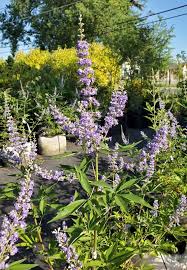 Image result for Vitex strickeri