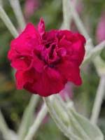 Maybe you would like to learn more about one of these? Stauden Stade Versand Shop Baptisia Australis Carolina Moonlight Farberhulse Hier Bestellen
