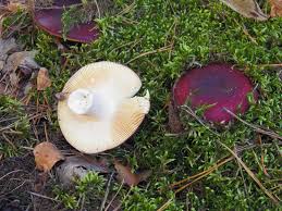 Image result for Russula polyphylla