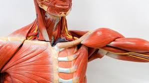 Abenteuer Diagnose Thoracic Outlet Syndrom Ndr De Ratgeber Gesundheit
