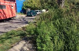 Defrisare ambrozie bucuresti si ilfov. Un Medic AvertizeazÄƒ Asupra Alergiilor Respiratorii Provocate La Final De VarÄƒ De Ambrozie Trebuie IdentificatÄƒ È™i StarpitÄƒ Iarba Parloagelor CreÈ™te È™i In BucureÈ™ti