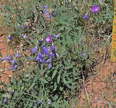 Image result for Lathyrus