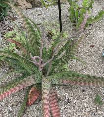 Image result for Aloe pienaarii