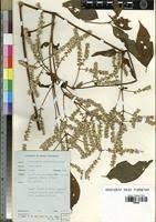 Image result for Sericostachys