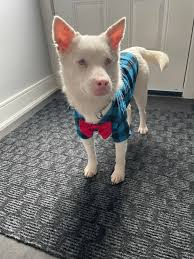 my sweet Apollo boy in his new Christmas sweater ❤️🤍