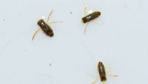 Maybe you would like to learn more about one of these? 4 Types Of Swimming Pool Bugs One Is Dangerous