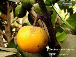 Image result for Garcinia punctata