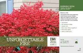 Full sun to part shade salt: Euonymus Unforgettable Fire Dwarf Burning Bush 11x7 Variety Benchcard Proven Winners