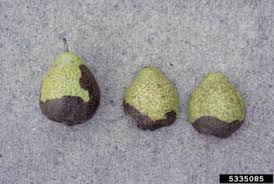 Pear tree buds turning black. How To Control Pear Black Rot Symptoms Of Pears With Black Rot Disease