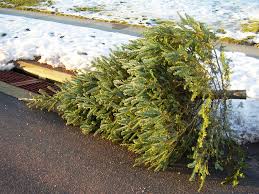 Check spelling or type a new query. How To Recycle Your Holiday Tree