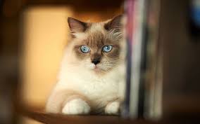 تحميل 100 صورة خلفيات قطط رائعة وعالية الدقة مداد الجليد siamese cats cats cute cat wallpaper