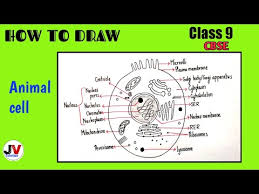 Maybe you would like to learn more about one of these? Animal Cell Diagram With Labels Class 9 Biology Animal Cell Easy Diagram Youtube