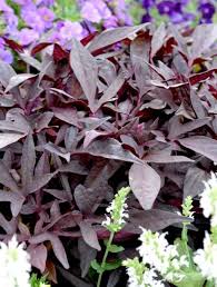 Image result for Ipomoea batatas pots