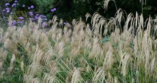How To Transplant Pampas Grass – Tips For Transplanting Pampas Grass |  Gardening Know How