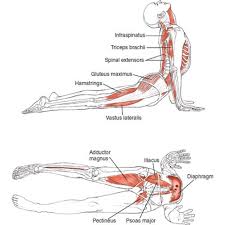 Yogainspiration S Photo On Instagram Yoga Anatomy Ashtanga Yoga Yoga Muscles