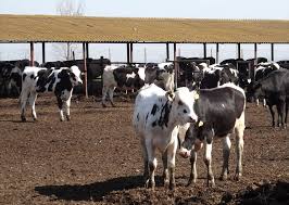 Printre propunerile pe care madr intentioneaza sa le implementeze, se mai numara plata redistributiva, o plata facultativa, care se poate acorda altfel subventia o poate lua cel care lucreaza respectivul pamant chiar daca nu.i propietar De Cand Se PlÄƒtesc Ant Pentru Bovine Ovine È™i Caprine Stiriagricole Ro