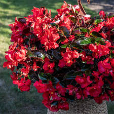 Image result for Begonia horticola