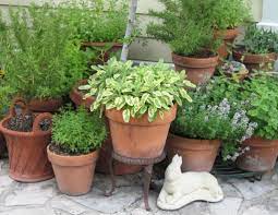 Herbs Are Perfect For Growing In Pots Garden Making Herb Garden Pots Patio Herb Garden Container Herb Garden