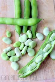 Broad beans have been cultivated for thousands of years and the reason for this is simple, they are very nutritious, they are easy to grow and they produce a large crop for the area they occupy. Broad Beans Grow It Eat It