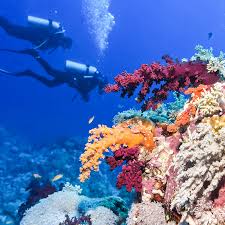 One of the world's great natural wonders, the belize barrier reef, running some 190 miles (300 km) along belize's caribbean coastline, is the largest reef system in the northern hemisphere, and the world's second largest after australia's great barrier reef. Great Barrier Reef Vs Belize Barrier Reef 6 Key Differences To Know Travelawaits