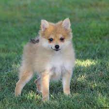 De oprindelige racer er kendt for at kunne lide med en overflod af medicinske lidelser. Pomchi Puppies For Sale Greenfield Puppies Pomchi Puppies Pomchi Puppies For Sale Pomchi Dogs