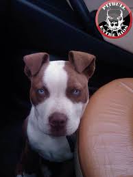 Bully Love Pitbulls Dogs Pitbull Terrier