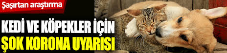 Kedi Ve Kopekler Icin Sok Korona Uyarisi Sasirtan Arastirma