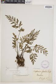 Image result for Asplenium buettneri