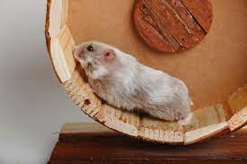 Dwarf campbell russian hamsters for sale. Keeping And Caring For Pet Campbell S Dwarf Russian Hamsters