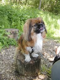 Just On A Walk Trying To Pose Pekingese Dogs Pekingese Cute Dogs